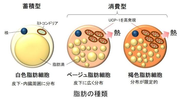 筋トレが最強の徐脂肪（ダイエット）/姫路市パーソナルジムの画像