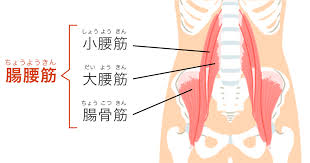 腸腰筋が美姿勢のカギ（ストレッチ解説）/姫路パーソナルジムの画像